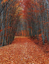 Covered With Fallen Leaves Road Autumn Scenery Photography Backdrop N-0107 Shopbackdrop