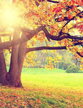 Autumn Scenery With Sunshine Photography Backdrop N-0097 Shopbackdrop