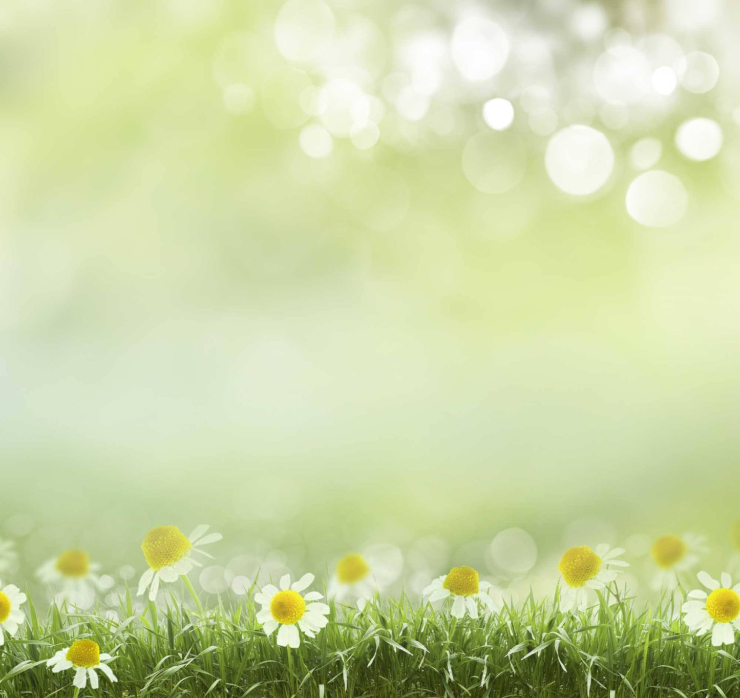 Bokeh Flowers In Sunshine Spring Background Photography Backdrop Shopbackdrop