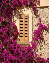 Brown Wood Window Purple Flower Around Photography Backdrop Shopbackdrop