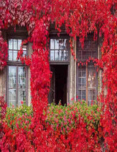 Glass Window And Door Surrounded With Red Plant Photography Backdrop Shopbackdrop