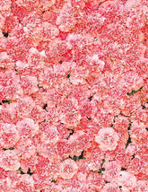 Pink Carnation Flower Wall For Wedding Photography Backdrop J-0551 Shopbackdrop