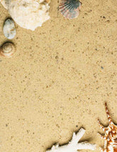 Shell And Stone On Beach For Summer Photo Backdrop Shopbackdrop
