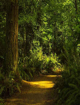 Summer Forest Trail With Shrub Backdrop For Photography Shopbackdrop