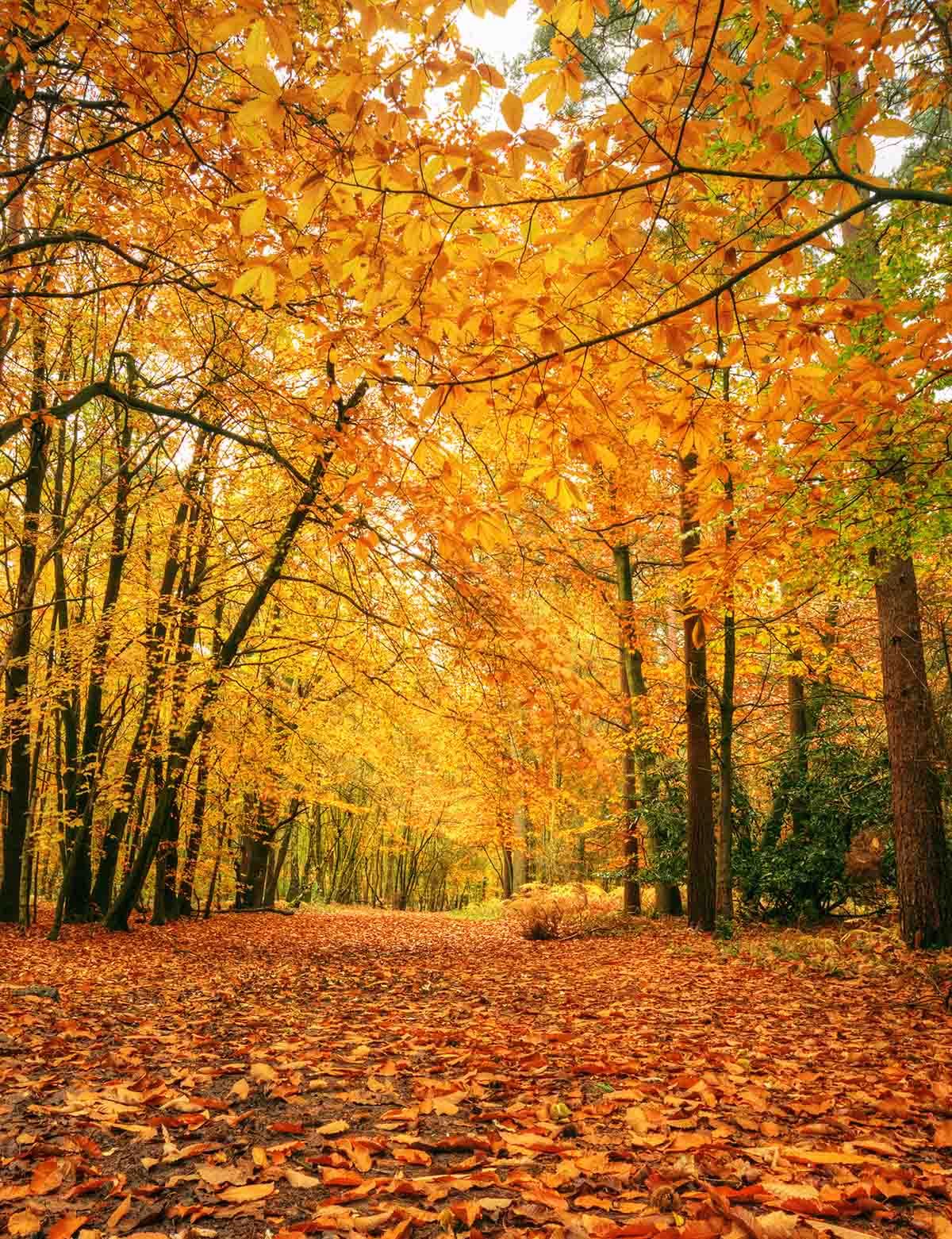 Autumn Forest Covered With Fallen Leaves Rode Backdrop Shopbackdrop