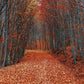 Covered With Fallen Leaves Road Autumn Scenery Photography Backdrop N-0107 Shopbackdrop