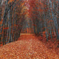 Covered With Fallen Leaves Road Autumn Scenery Photography Backdrop N-0107 Shopbackdrop