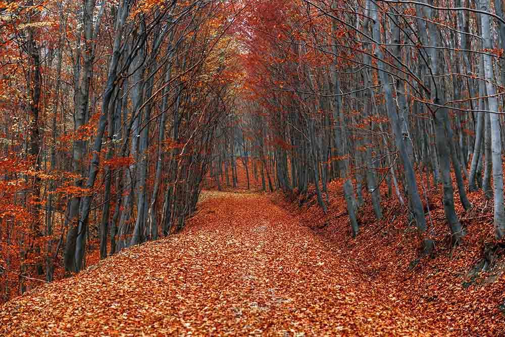 Covered With Fallen Leaves Road Autumn Scenery Photography Backdrop N-0107 Shopbackdrop