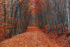 Autumn Forest Road With Fallen Leaves Photography Backdrop N-0091 Shopbackdrop