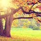 Autumn Scenery With Sunshine Photography Backdrop  N-0097 Shopbackdrop
