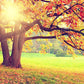 Autumn Scenery With Sunshine Photography Backdrop  N-0097 Shopbackdrop
