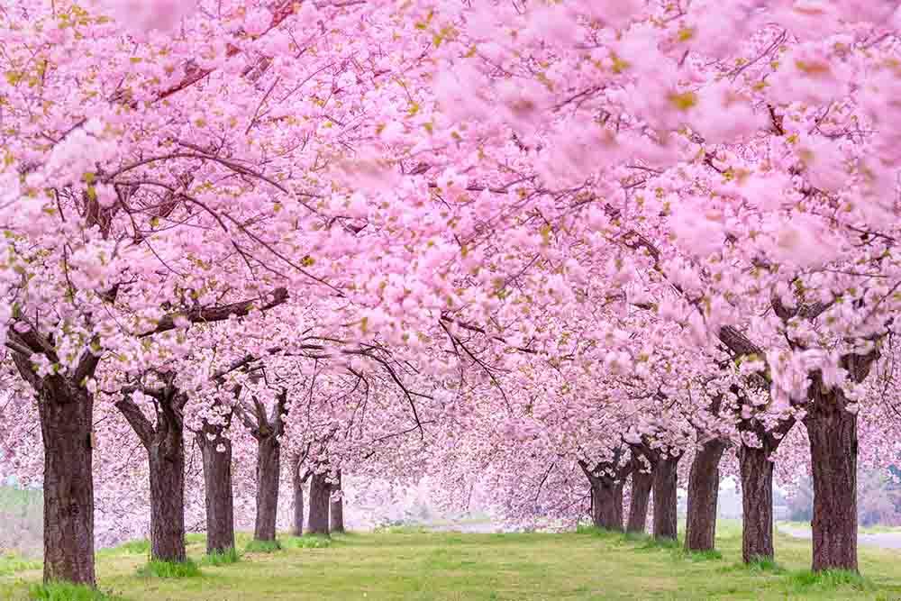 Blooming Cherry Flower Tree Beside Road Photography  Backdrop J-0354 Shopbackdrop