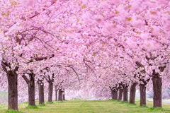Blooming Cherry Flower Tree Beside Road Photography  Backdrop J-0354 Shopbackdrop