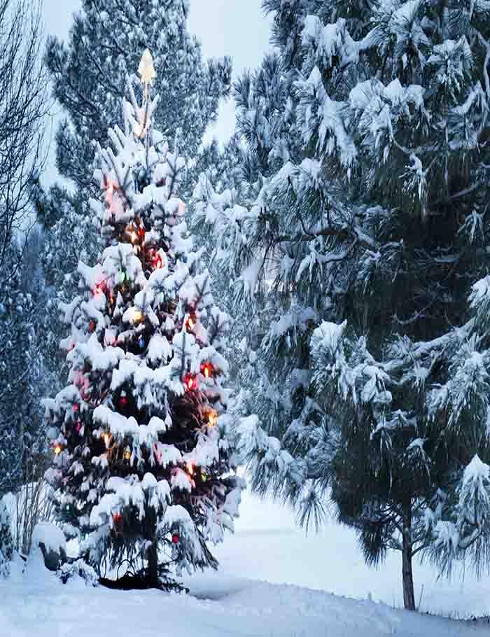 Christmas Tree Covered Snow Outdoor For Holiday Photography Backdrop J-0154 Shopbackdrop