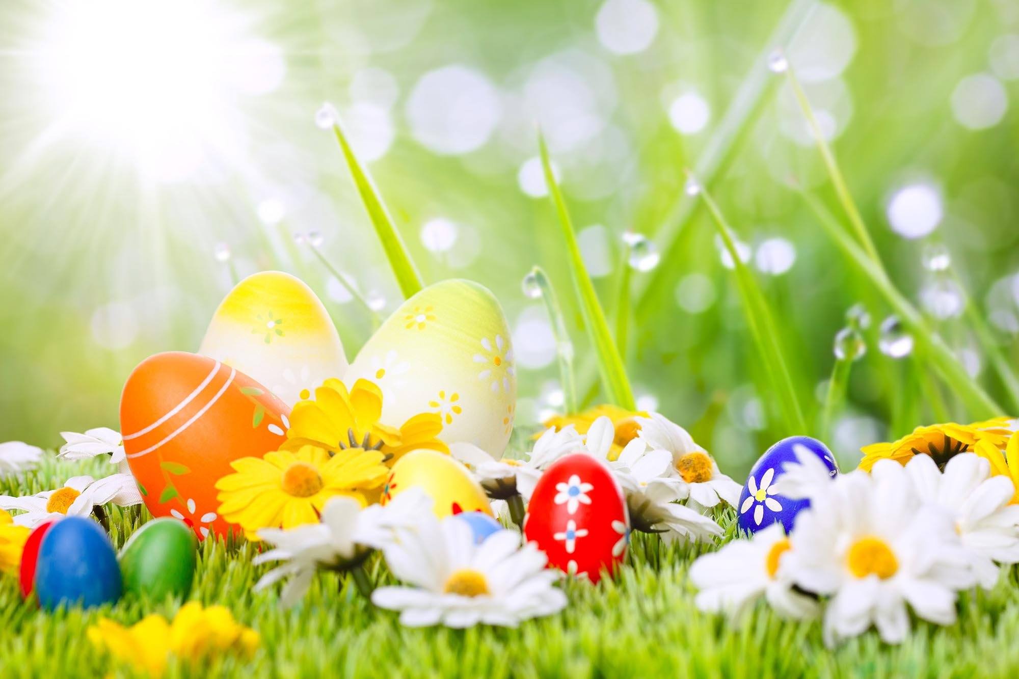 Easter Colorful Eggs And Flowers On Grass With Sunshine For Holiday Photography Backdrop Shopbackdrop
