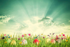 Easter Eggs On Gress With Sunshine For Holiday Photography Backdrops J-0550 Shopbackdrop