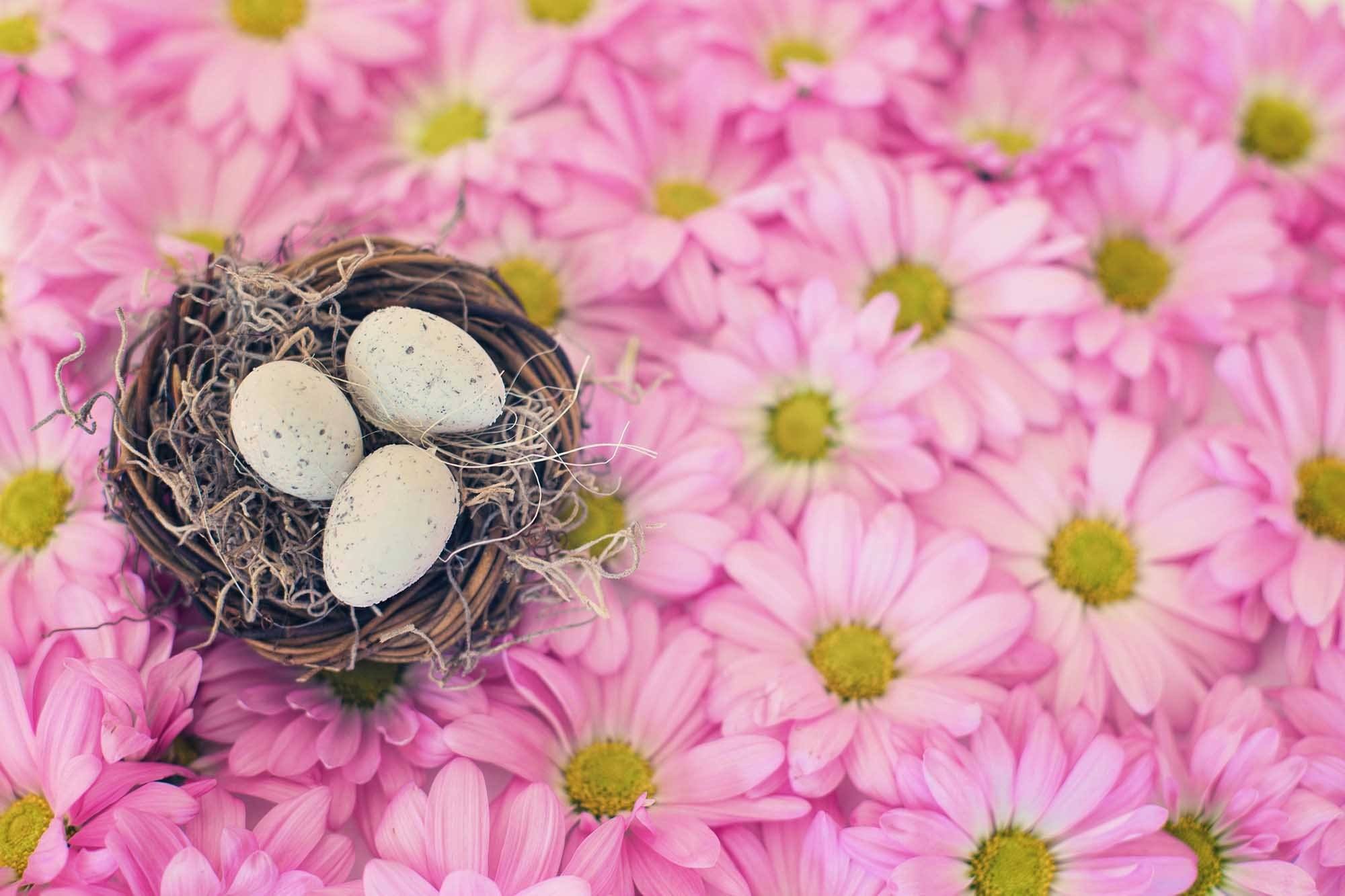 Eggs In Basket On Flower Background For Easter Photography Backdrop Shopbackdrop