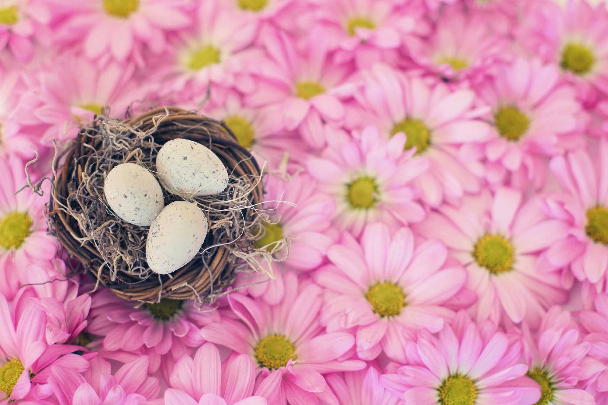 Eggs In Basket On Flower Background For Easter Photography Backdrop Shopbackdrop