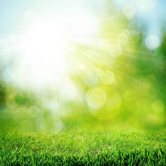 Green Grass In Bokeh Sunshine For Baby Photography Backdrop Shopbackdrop