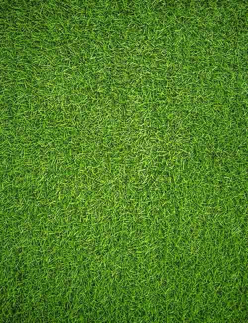 Green Soccer Field Lawn Photography Backdrop Shopbackdrop
