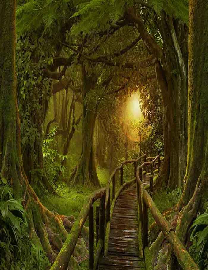 Jungle Boardwalk With Sunlight Backdrop For Baby Photography Shopbackdrop