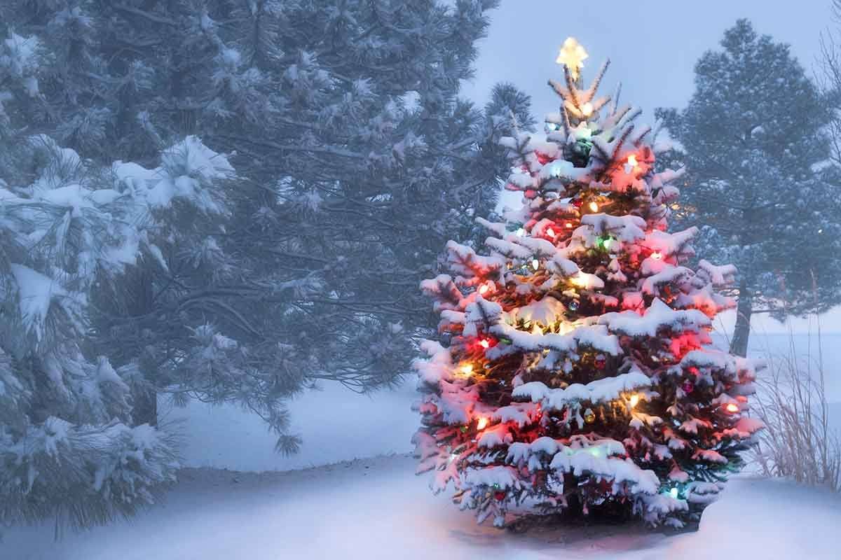 Outdoor Snow Covered Christmas Tree Glows Brightly Photography Backdrop J-0156 Shopbackdrop