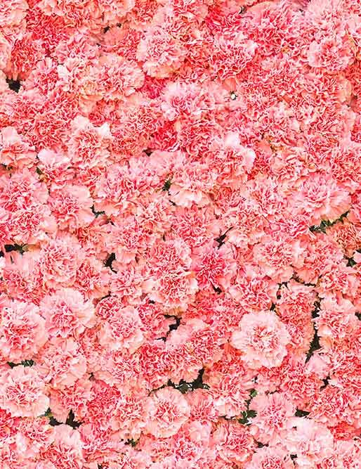 Pink Carnation Flower Wall For Wedding Photography Backdrop  J-0551 Shopbackdrop