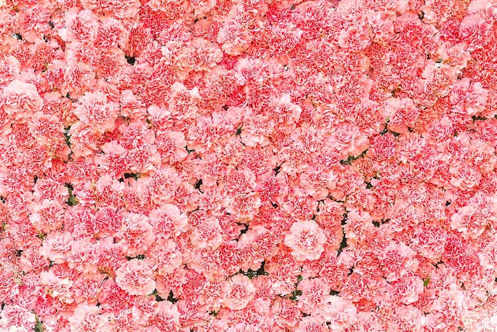 Pink Carnation Flower Wall For Wedding Photography Backdrop  J-0551 Shopbackdrop