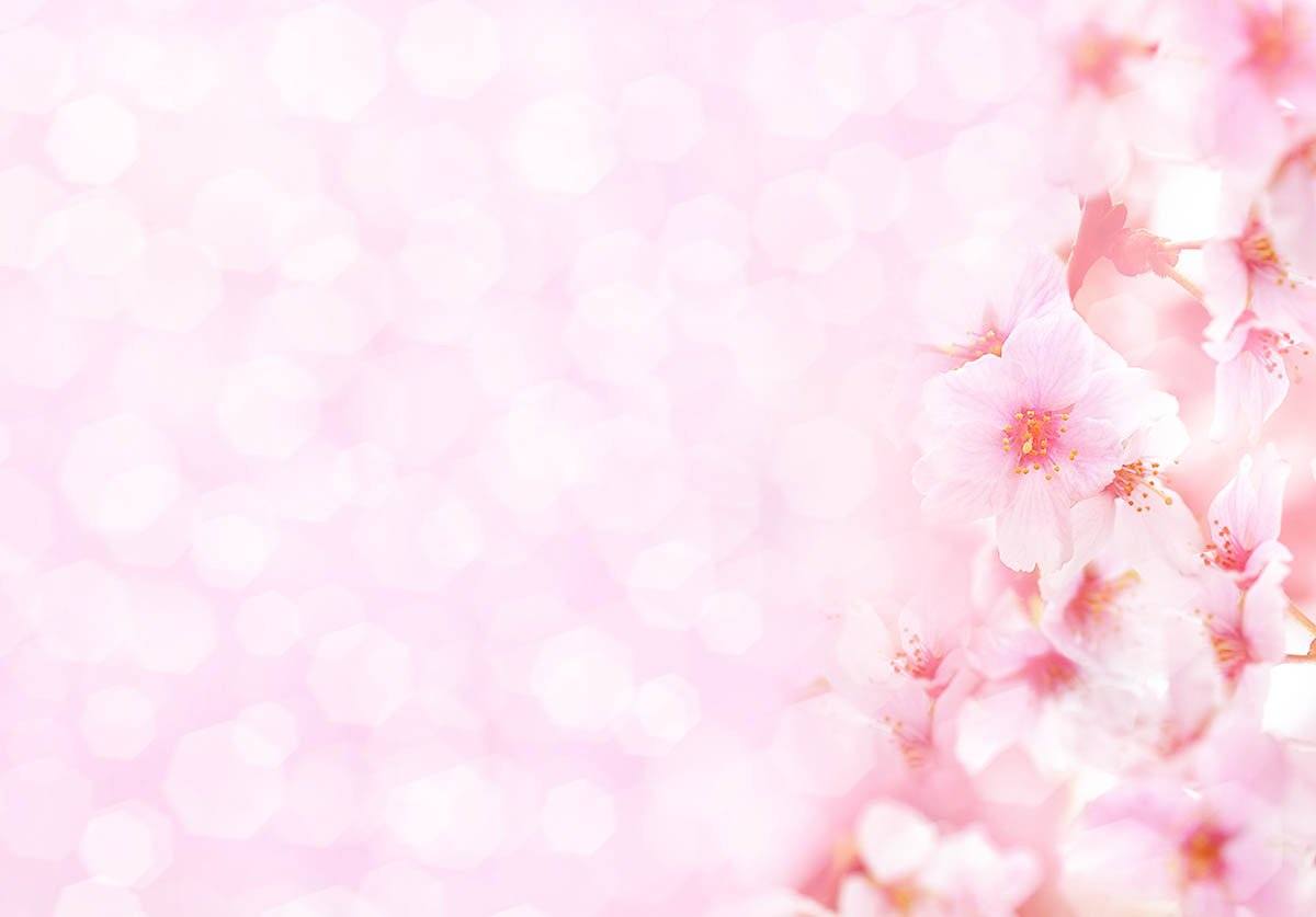 Pink Flower With Pink Bokeh Background For Spring Photography Backdrop  J-0182 Shopbackdrop