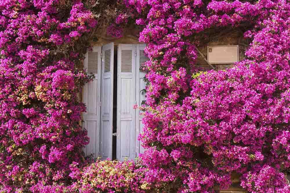 Purple Flowers  Around The Wood Door For Wedding Photo Backdrop Shopbackdrop