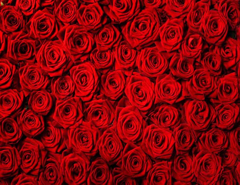 Red Rose Wall For Wedding Photography Backdrop J-0257 Shopbackdrop