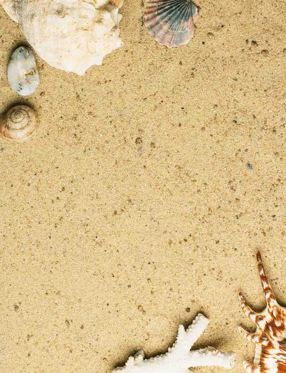 Shell And Stone On Beach For Summer Photo Backdrop – Shopbackdrop