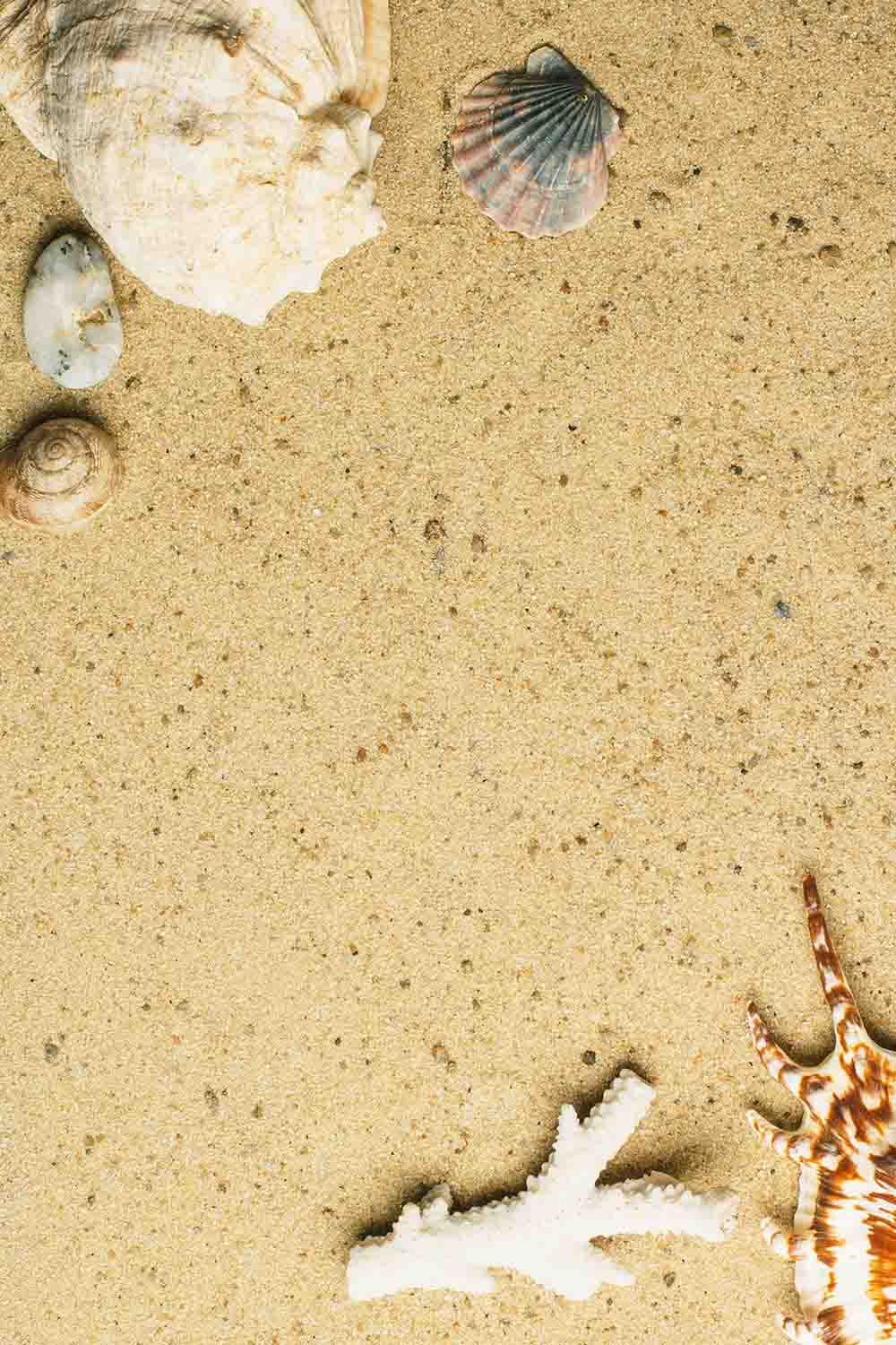 Shell And Stone On Beach For Summer Photo Backdrop Shopbackdrop