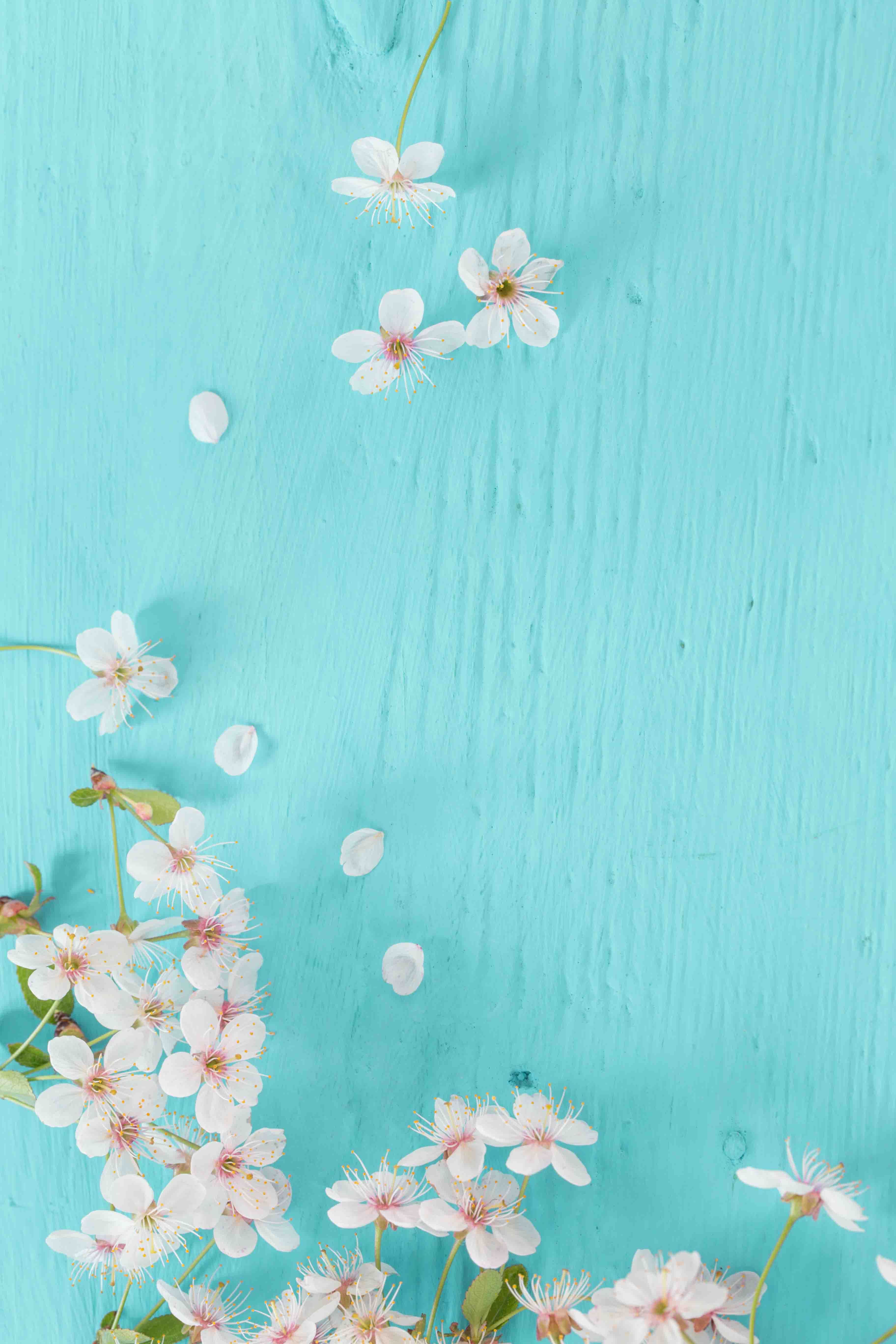 Beautiful Pink Cherry Flowers On Turquoise Blue Wood Board Backdrop Shopbackdrop