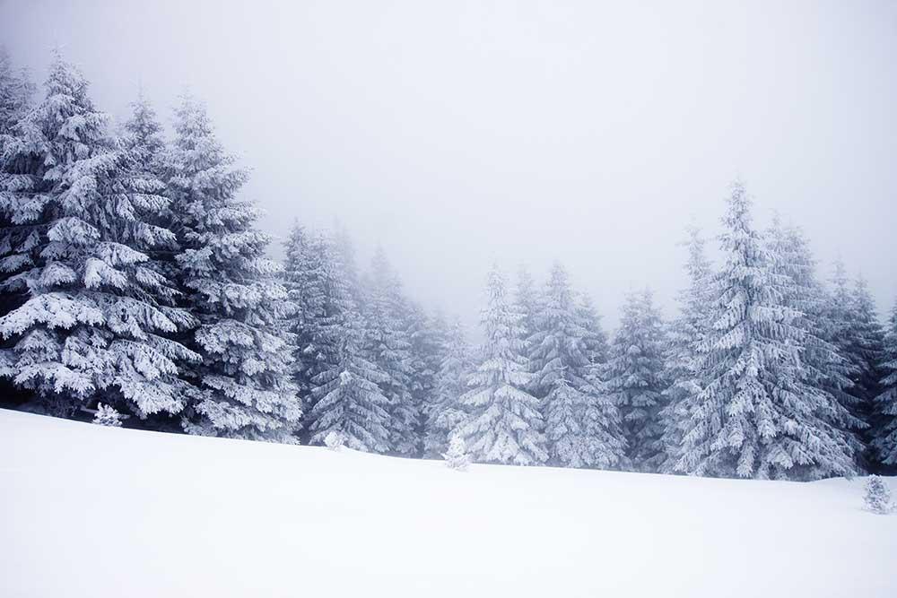Snow Covered Pine Forest Winter Holiday Backdrop Photography J-0121 Shopbackdrop