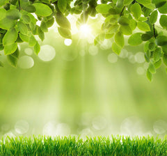 Spring Green Grass Sunshine Bokeh Photography Backdrops Shopbackdrop