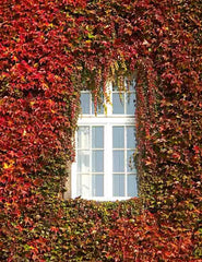 White Window Surrounded By Plants Photography Backdrop Shopbackdrop