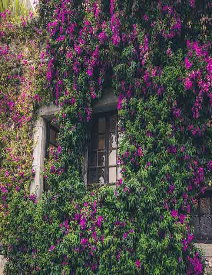 Window In Flower For Summer Wedding Photography Backdrop Shopbackdrop