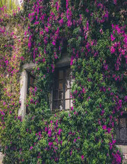 Window In Flower For Summer Wedding Photography Backdrop Shopbackdrop