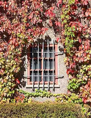 Window With Iron Fence With Parthenocissus  Photography Backdrop Shopbackdrop