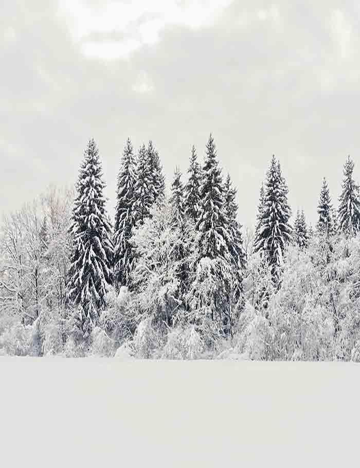 Winter Snow Covered Forest Photography Backdrop J-0248 Shopbackdrop