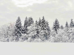 Winter Snow Covered Forest Photography Backdrop J-0248 Shopbackdrop